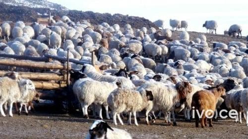 Улсын хэмжээнд 67.3 сая толгой мал тоолов