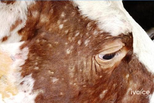 Арьс товруутах өвчнөөр өвчилсөн 109 үхрийг устгалд оруулжээ