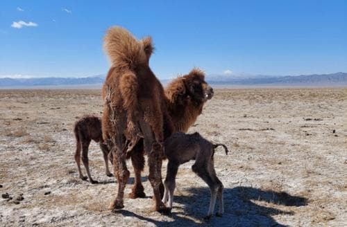 Ховд аймгийн Чандмань суманд ингэ ихэрлэжээ