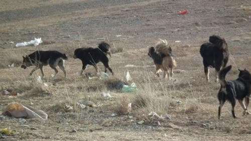 Эзэнгүй нохой, муурыг барьж асрамжлах газарт байрлуулна