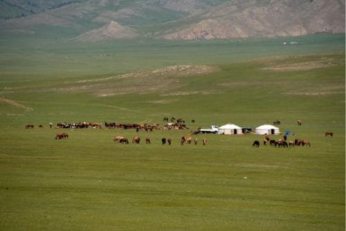 Монгол орны 70 гаруй хувьд ургамал цухуйжээ
