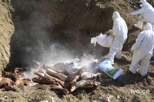 Эмээлтэд байрлах "Үүлэнгөү" ХХК-ийн шаардлага хангаагүй 15.3 тонн үхрийн махыг устгажээ