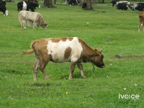 Арьс товруутах өвчин гарсан учир үхэрнүүдэд вакцин тарина