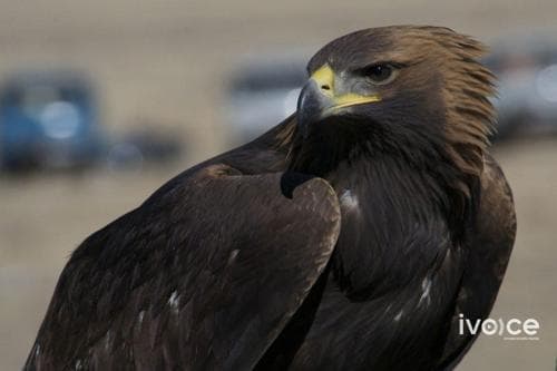 "Бүргэдийн баяр" энэ амралтын өдрүүдэд болно
