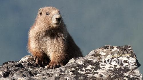 Тарваган тахлаар өвчилсөн иргэний ойрын хавьтагч нарыг бүрэн хяналтад авсан учир Улиастай, Яруу сумын хөдөлгөөнийг нээлээ