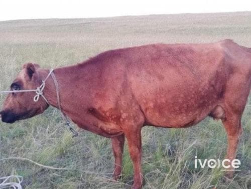 Арьс товруутах өвчнөөр өвчилсөн 1700 үхрийг  УСТГАЖЭЭ